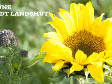 große Sonnenblume rechts neben einer lila Distel in einem Feld