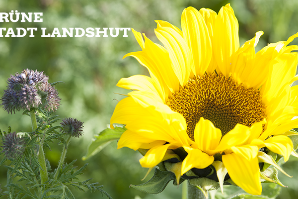 große Sonnenblume rechts neben einer lila Distel in einem Feld