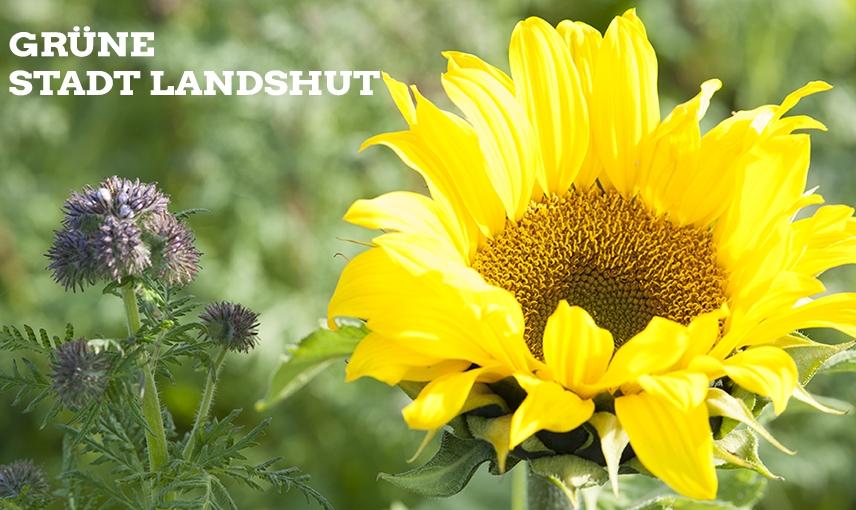 große Sonnenblume rechts neben einer lila Distel in einem Feld